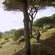 A woman hikes down a forested slope with ocean views